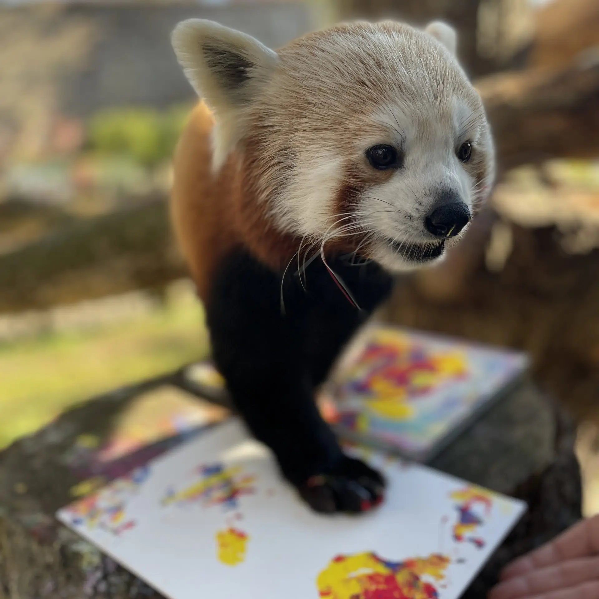 red panda painting