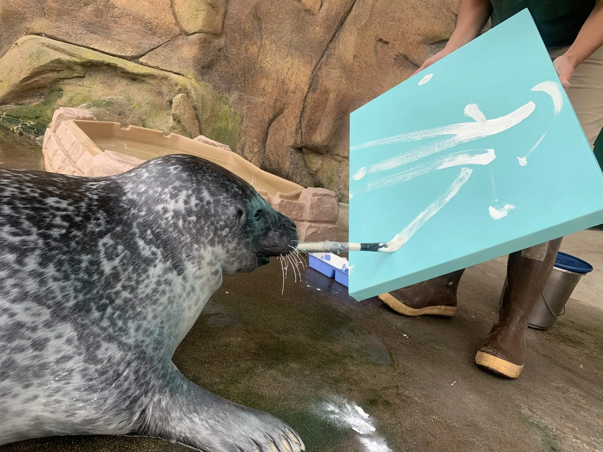 seal painting art gone wild