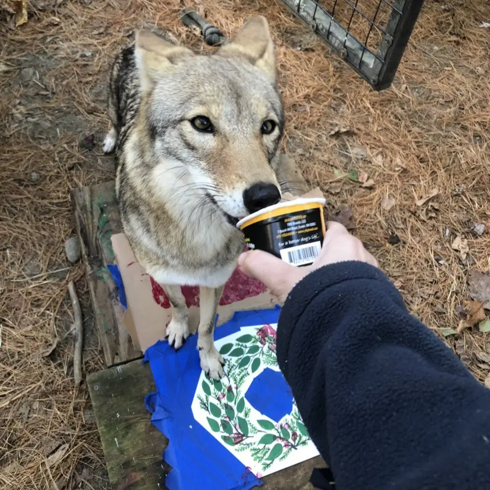 coyote painting