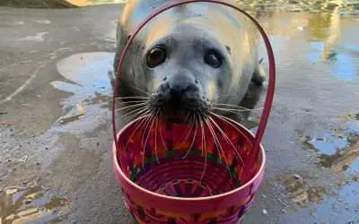 Mourning the Loss of Beloved Atlantic Harbor Seal