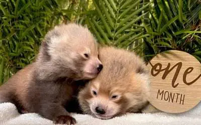 BPZOO Welcomes Two Endangered Red Panda Cubs