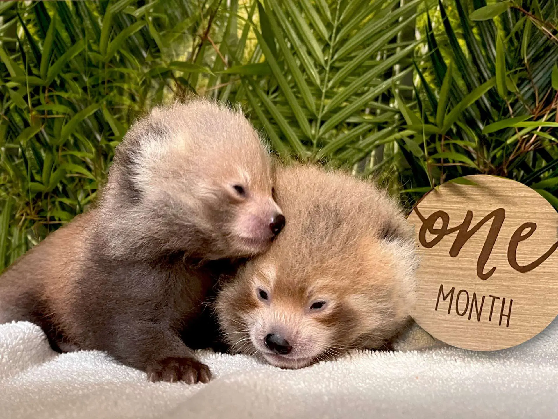 redpandacubs2023together two new baby red panda cubs born May 2023