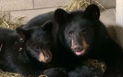 Â BPZOO Provides Home to Orphaned Black Bear CubsÂ 