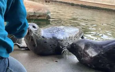 BPZOOâs Seal Pod is Now at Three