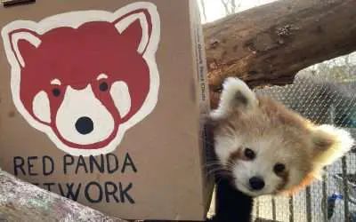 BPZOO Supports International Red Panda Conservation Initiatives
