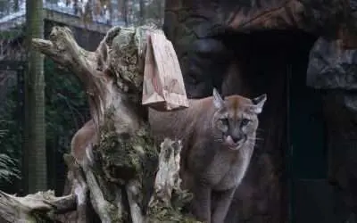 BPZOO Mourns the Loss of Beloved Cougar