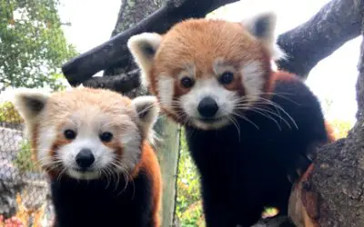 BPZOO Launches Live-Streaming Web Cam