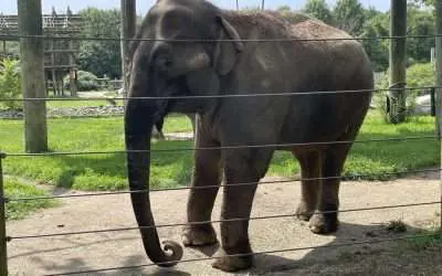 BPZOO Announces Hospice Care for Beloved Asian Elephant