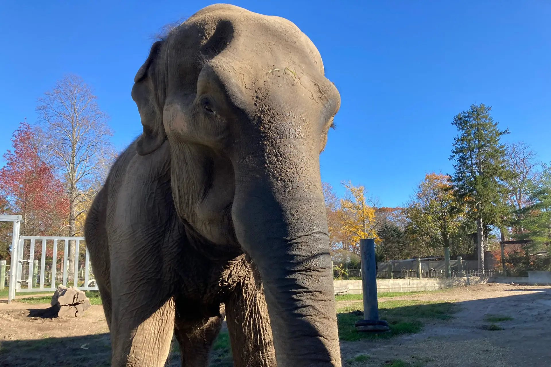 2022.11.09 BPZOO Ruth Ruth, an Asian elephant at Buttonwood Park Zoo.