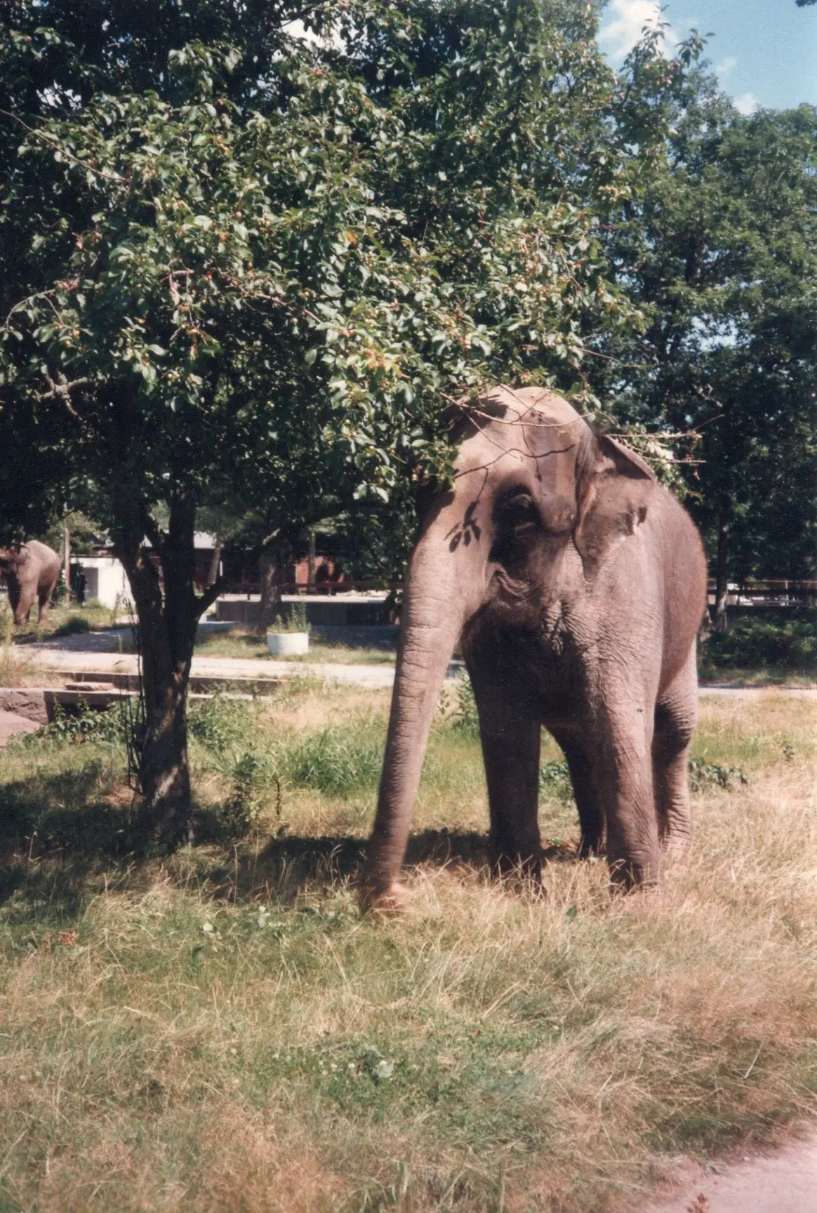 BPZOO_Ruth_1997.7.004 Ruth at Buttonwood Park Zoo 1997