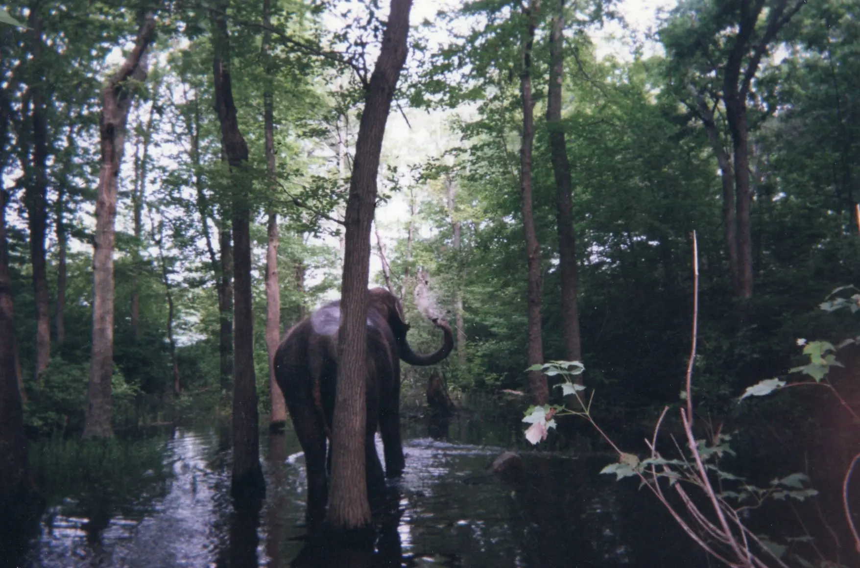 BPZOO_Ruth_1997.7.007