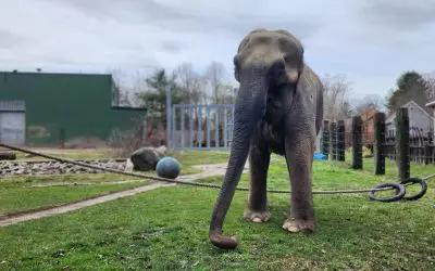 BPZOO Says Goodbye to Beloved Asian Elephant