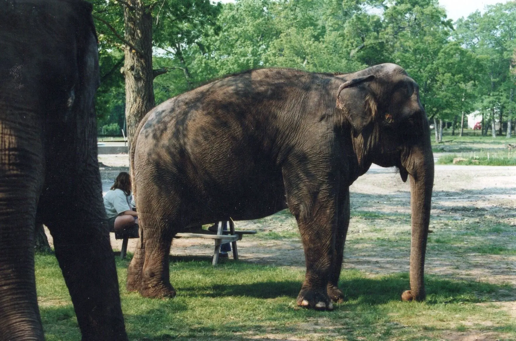 BPZOO_Ruth_1997.7.008 Ruth, an Asian elephant at Buttonwood Park Zoo.