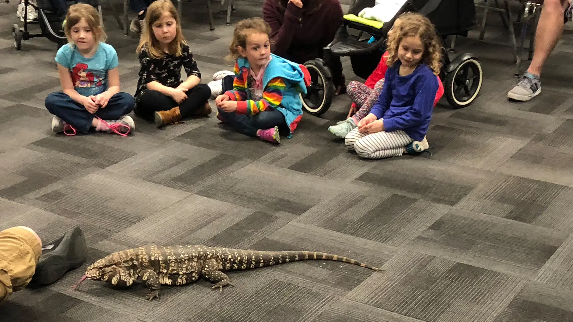Critter camp-ins at buttonwood park zoo after hours program