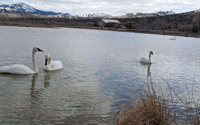 BPZOO Participates in National Waterfowl Conservation Efforts