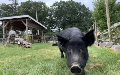 BPZOO Mourns the Loss of Beloved Guinea Hog