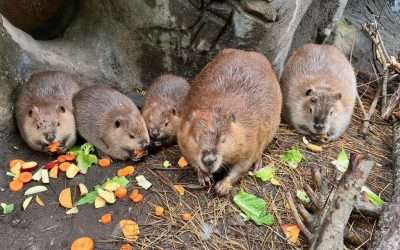 BPZOO’s Beaver Kits Have Names!