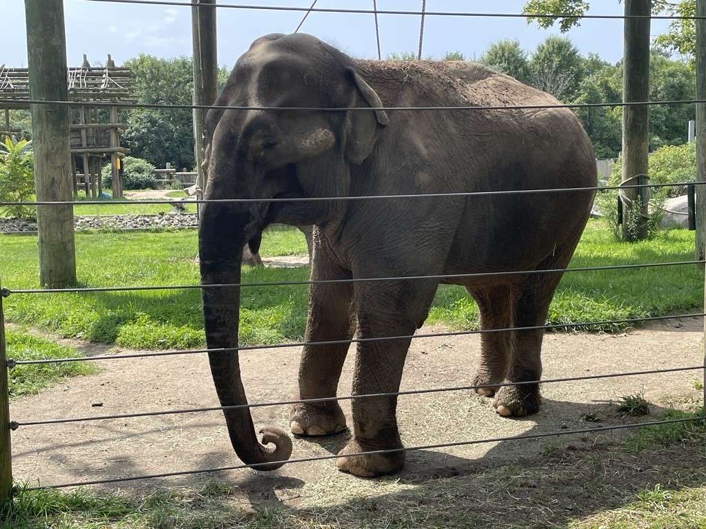 66 year old Asian Elephant, Ruth, standing in the outer yard of BPZOO's elephant habitat