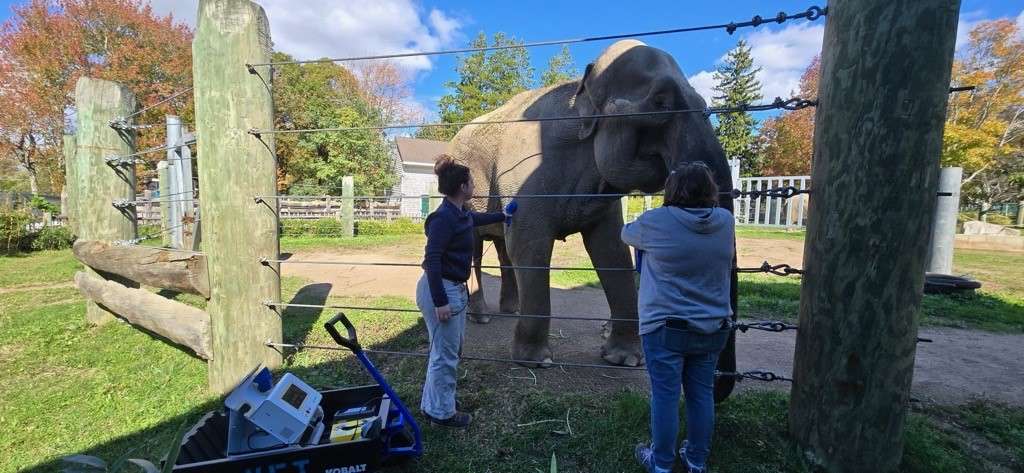 Ruth receiving cold laser therapy from Dr. Emmy Budas while Assistant Director Shara Rapoza looks on